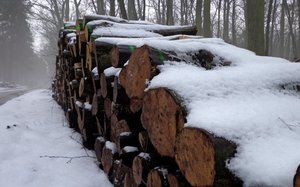 W II kw. ceny surowca ze sprzedaży ofertowej nie zmienią się