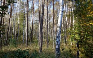 Polskie lasy warte prawie bilion złotych