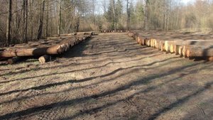 III submisja drewna specjalnego przeznaczenia - Włoszczowa 2013