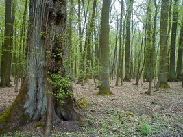 Polska gospodarzem negocjacji konwencji o lasach