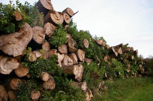 NIK: Samorządy marnotrawią pozyskiwane drewno