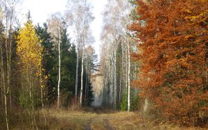 Nowa strategia leśna Unii Europejskiej