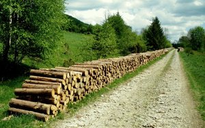 Lasy Państwowe: Zasady sprzedaży drewna na 2014r.