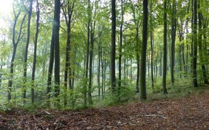 Konferencja „Forest Biomass Conference” - Puszcza Bukowa