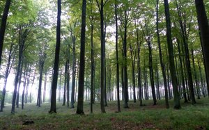 Konferencja „Forest Biomass Conference” - Puszcza Bukowa