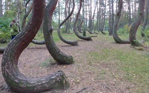 Konferencja „Forest Biomass Conference” - Rezerwat "Krzywy las"