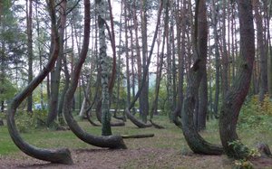 Konferencja „Forest Biomass Conference” - Rezerwat "Krzywy las"