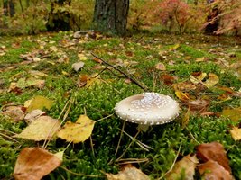 Konferencja Naukowa pt. Ekonomiczne problemy realizacji wielofunkcyjnej gospodarki leśnej w Polsce.