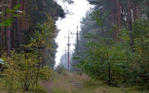 Lasy Państwowe zawarły umowę z PSE w sprawie gruntów pod liniami energetycznymi