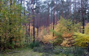 Rząd przyjął projekt zmiany Ustawy o lasach