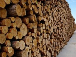 Drzewne "lub czasopisma" - nawias zmienił definicję drewna pełnowartościowego