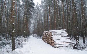 RDLP w Zielonej Górze podsumowała sprzedaż drewna w 2013r.