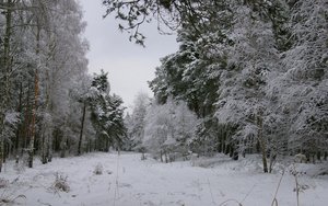 Będzie zmiana Konstytucji RP w związku z lasami?