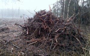 Definicja drewna w projekcie ustawy OZE poprawiona