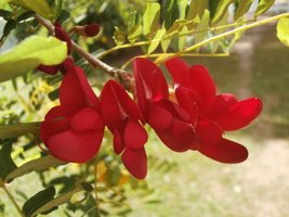 Karaiby 2014: Ogród Botaniczny w Roseau / Dominika