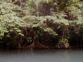 Karaiby 2014: Indian River - Indiańska Rzeka 