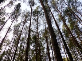 PO i PSL chcą wpisać ochronę Lasów Państwowych do konstytucji