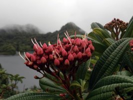 Karaiby 2014: Lasy mgliste