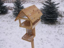 Ptasia stołówka od podstaw