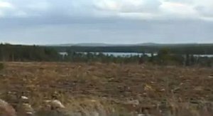 IKEA straciła certyfikat FSC w Karelii