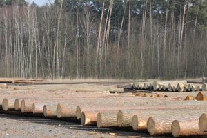 Jubileuszowa submisja drewna w RDLP Katowice