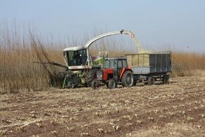 PGNiG Termika zebrała plony z 83 hektarów plantacji wierzby