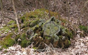 Ile martwego drewna w lasach?