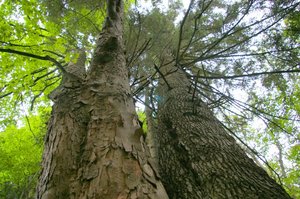 Protest w Puszczy Białowieskiej