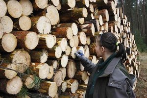 Analizy DNA w walce z kradzieżami drewna