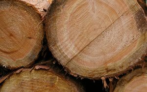 Stanowisko PIGPD w sprawie ankiety przeprowadzanej przez Lasy Państwowe