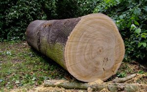 Zasady naliczania kar za wycinkę drzew są niekonstytucyjne