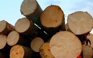 KPPD: Wzrost wartości zakupów drewna