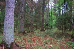 NIK o Puszczy Białowieskiej