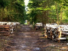 Rośnie białoruski eksport drewna - Polska największym odbiorcą