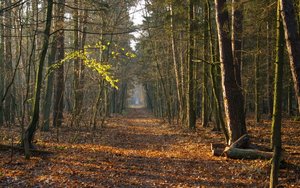 Krajowe standardy certyfikacji lasów - droga do zrównoważonej gospodarki leśnej