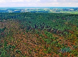 Huragan powalił drzewa w radomskich lasach