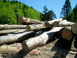 Projekt nowych warunków technicznych na drewno liściaste