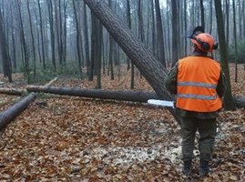 Drwal najgorszym zawodem w amerykańskim rankingu
