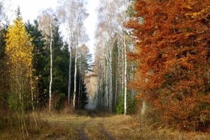 Zielona gospodarka: Cel sam w sobie czy szansa na promocję sektora leśnego?