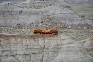 Kłoda skamieniałego drewna w Petrified Forest National Park - Park Narodowy Skamieniałego Lasu (Arizona/USA)