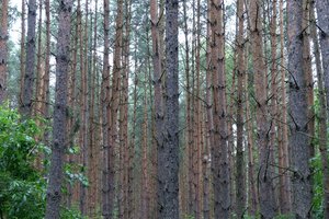 Lasy akumulują biomasę inaczej, niż sugerowały modele