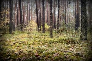 Sejmowa komisja środowiska przyjęła projekt zmiany konstytucji w sprawie lasów