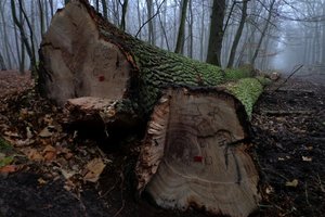 Całość drewna wystawionego w PL-D została sprzedana