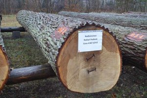 V Submisja Drewna Cennego "Lubelska Jesień 2014"