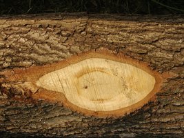 Podział wad drewna okrągłego na grupy