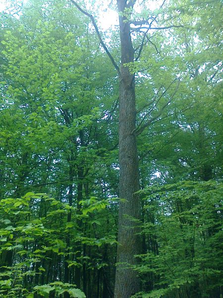 Sprzedam Las w Tarnawie Dolnej (koło Wadowic) i  Makowie Podhalańskim z działką, Jachówce 5ha