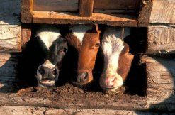 Ukraina. Krowy, jalowki, mleko 4%. Cena 0,90 zl/litr