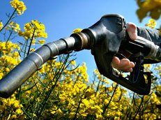 Ukraina.Ziarna rzepaku 1150 zl/tona sertyfikowane na biopaliwa i cele spozywcze