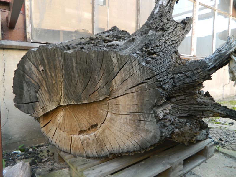 Korzeń Dąb Czarny - Duży - 200zł OKAZJA