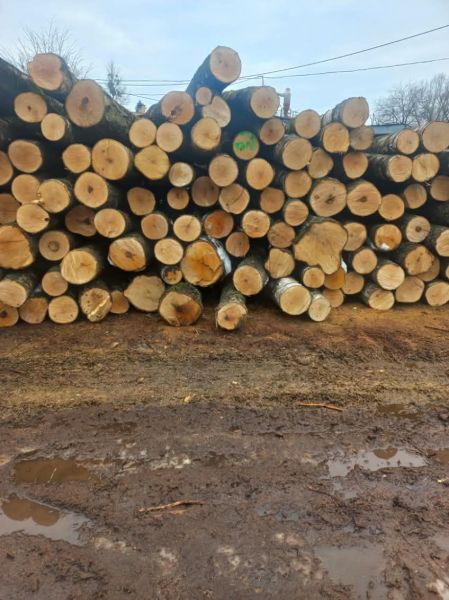 Tarcica brzoza mokra, sucha FSC 100% klasa Premium